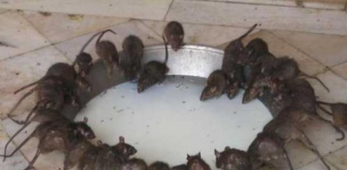 Несколько интересных фактов о крысах